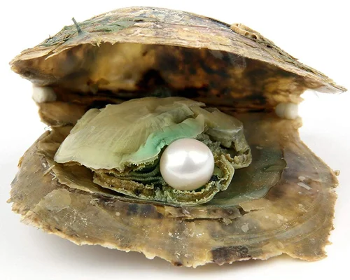 Freshwater-Pearl-Oyster